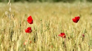 Merits of Mary in Islam flowers in a field